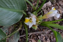 Curcuma karnatakensis